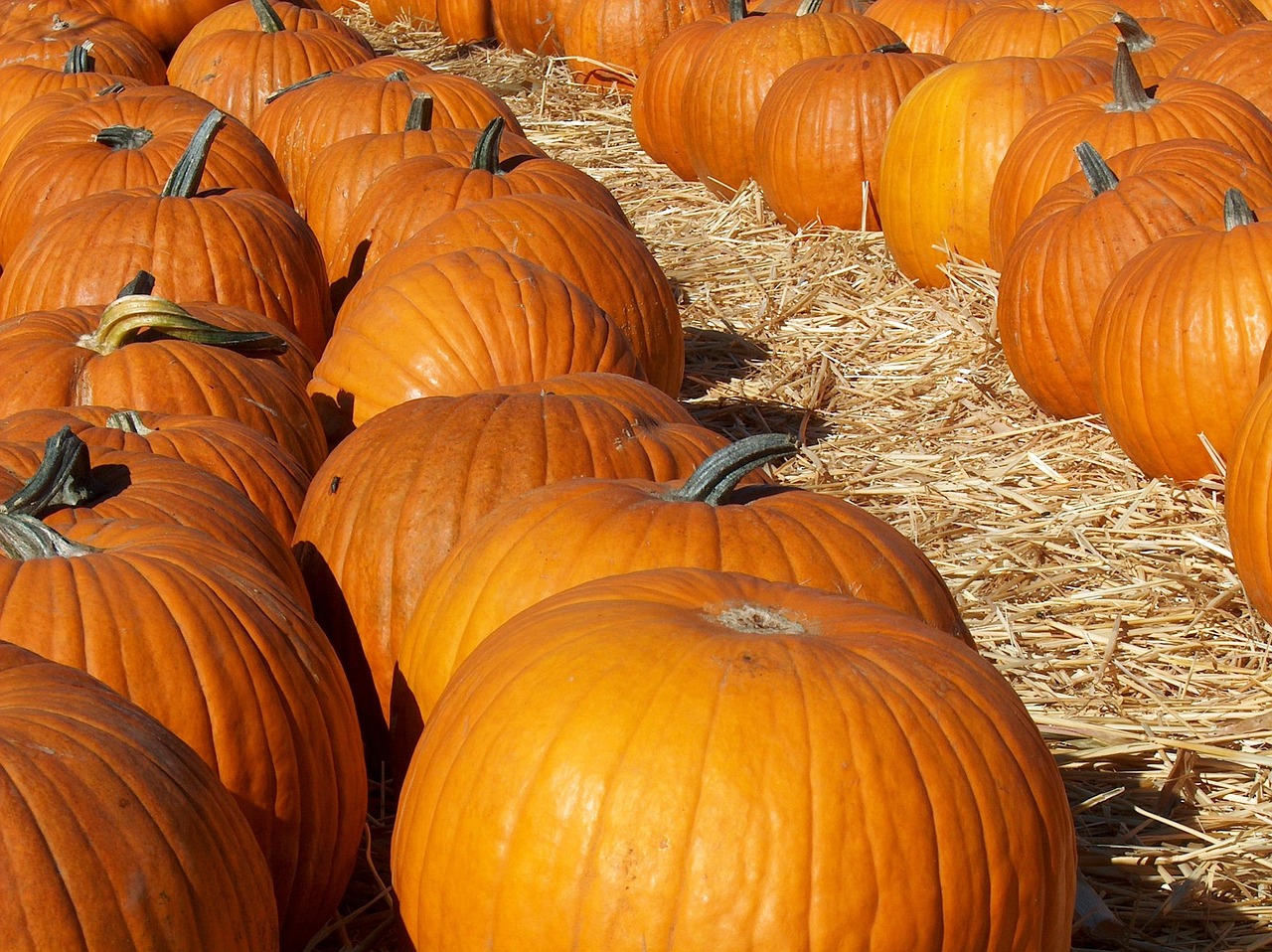 pumkins, patch, orange, halloween, pumpkin, harvest, october, autumn, fall, food, nature, season, november, thanksgiving, orange food, pumkins, pumkins, pumkins, pumkins, pumkins-1818123.jpg